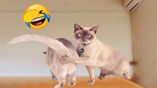 Funniest Animals 2023 😂 Funniest Cats and Dogs 😺🐶 Part 90 | Funny pets AZ