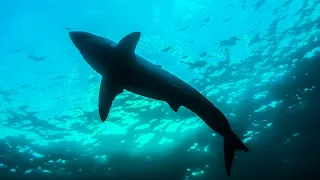 Giant 3-meter bull shark caught in Perth's Swan River