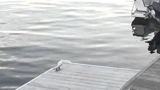 SeaGull Dives for Crab