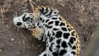Forbidden Belly Rubs with Jags