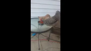 Cat Slaps Chicken Trying to Steal Their Food - 1016331