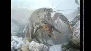 America's Crayfish: Crawling In Troubled Waters
