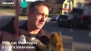 Cat Interrupts News Broadcast by Jumping onto Police Officer to Give him Hugs.