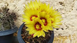 Muitas Sementes flores Cactus