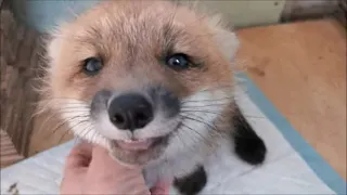 Foxes are not for FUR. They are for LOVE!!!