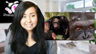 The Terrifying Truth About Chimps [REACTION]