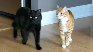 Moving with Cats - Funny Compilation!