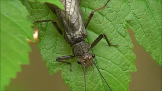 Vrbnica, tudi prodnica ali kamenjarka (Plecoptera)