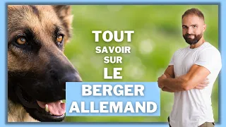 German Shepherd dog breed: character, training, behavior, health of this purebred dog...