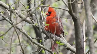 Male Northern Cardinal Singing to Attract a female - Stunningly Beautiful