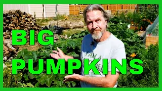 How to Prune Pumpkins (for BIGGER Fruit)