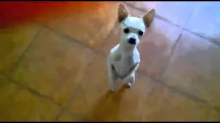 Hot Salsa by Chihuahua  - Chihuahua dança