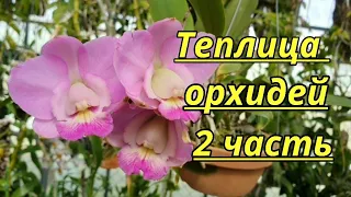 Теплица ОРХИДЕЙ.2 часть. 시냇물 농원.