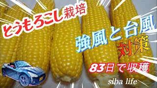 【とうもろこし・家庭菜園】強風対策・甘い美味しい【ゴールドラッシュ】の 育て方・2024.5.25 la400k ホンダFF300 siba ライフ #copen #栽培 #土作り