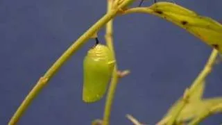 Monarch Caterpillar forming a Chrysalis, time-lapse