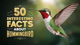 50 facts About Hummingbird | facts about