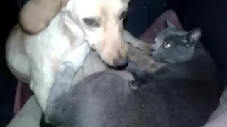 Кот и собака друзья! cat vs dog)