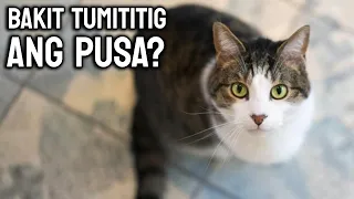 Bakit tumititig ang alaga mong pusa sayo?