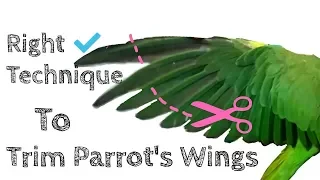 How to Trim A Parrot's Wings? || Right Way for Parrot's Wing Clipping || Part- 2 || All About Pets