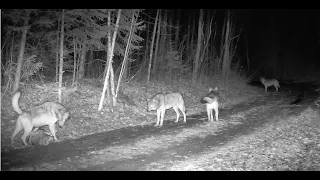 Tomahawk Trail Camera  April 7th, 2024   Violent content.  Be advised.