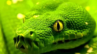 Зеленый змей / green snake / зелений змій