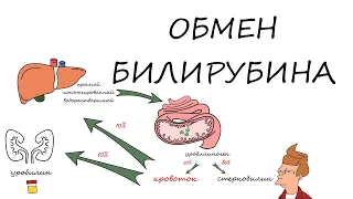 Обмен билирубина