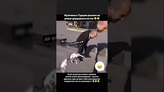 Мужчина в Турции разнял дерущихся котов 🤣 #турция # #shortsvideo #котики