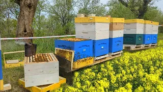 Як працювати з взятком з ріпаку? Скільки меду? Чи працює ізолятор Міленіна проти роїння?