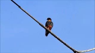 Gavilancito perlado (Gampsonyx swainsonii) y Halcón murcielaguero (Falco rufigularis)