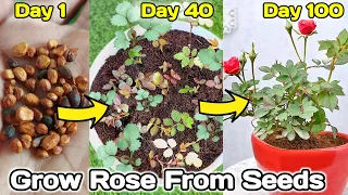 How to grow Rose from seeds | gulab ko beej se kaise ugaye