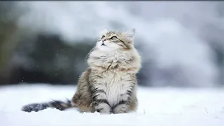 Кошки в снегу / Cats in the snow.