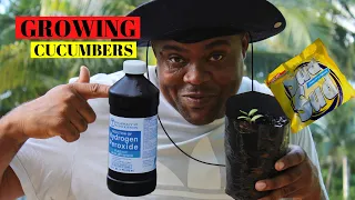 BEST METHOD TO GROW CUCUMBER PLANTS FROM SEED AT HOME ( PART 1)