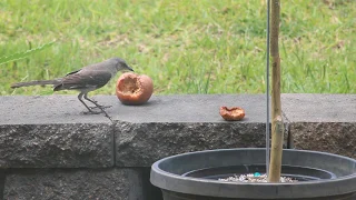 Mockingbird (backyard defender) enjoying apple offering