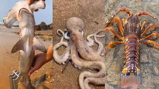 Catching Sea Animals 🦀🦑, Crab, Lobster, Clams, Octopus, Fish (Tik Tok #90)