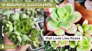 10 Beautiful Succulents that Look Like Roses