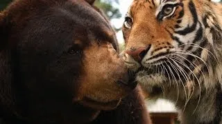 The lion, tiger and bear family - Animal Odd Couples: Episode 1 Preview - BBC One