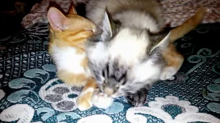 Коты спят вместе. Часть 2 | Cats sleep together. Part 2