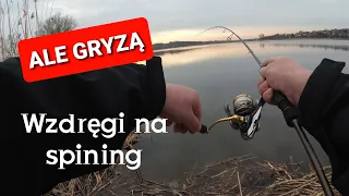 Wzdręgi na spining | Wiosenny Ultralight - Wędkarstwo 2022