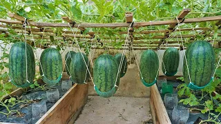 World's Most Expensive Watermelon, Growing watermelon hanging hammock on the bed for sweet fruit