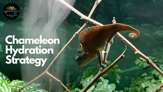 Your Chameleon Hydration Strategy!