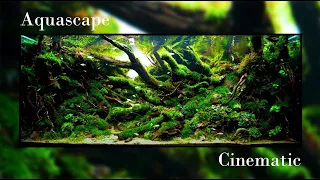 #IAPLC Rank 35 - IAPLC 2023 By "Hien Nguyen Duc" | Aquascape | Cinematic