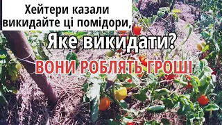 ЯК ЗАРОБИТИ 1000 в день на помідорах?: Відкриваю секрет продажу північних помідорів в Україні