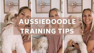 AUSSIEDOODLE - 7 Training Tips for Aussiedoodles | Torey Noora