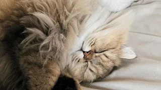 😂 Funniest Cats and Dogs Videos 😺🐶 || 🥰😹 Hilarious Animal Compilation №236