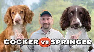 Cocker eller Springerspaniel? Hur skiljer sig våra Jaktspaniels åt?
