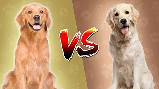 Top Dog : Golden Retriever vs Labrador Retriever