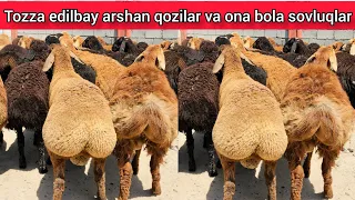 TOZA ARASHAN EDILBAY QOZILAR KELDI SHOSHLING