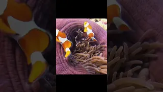 Three false clown anemone fish in colorful purple