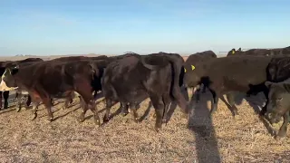 Gumbowie PTIC HEIFERS