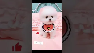 Tik Tok Chó Phốc Sóc Mini 😍 Funny and Cute Pomeranian​ 😍 OMG So Cute Dog  Best Funny Cute Pomeranian